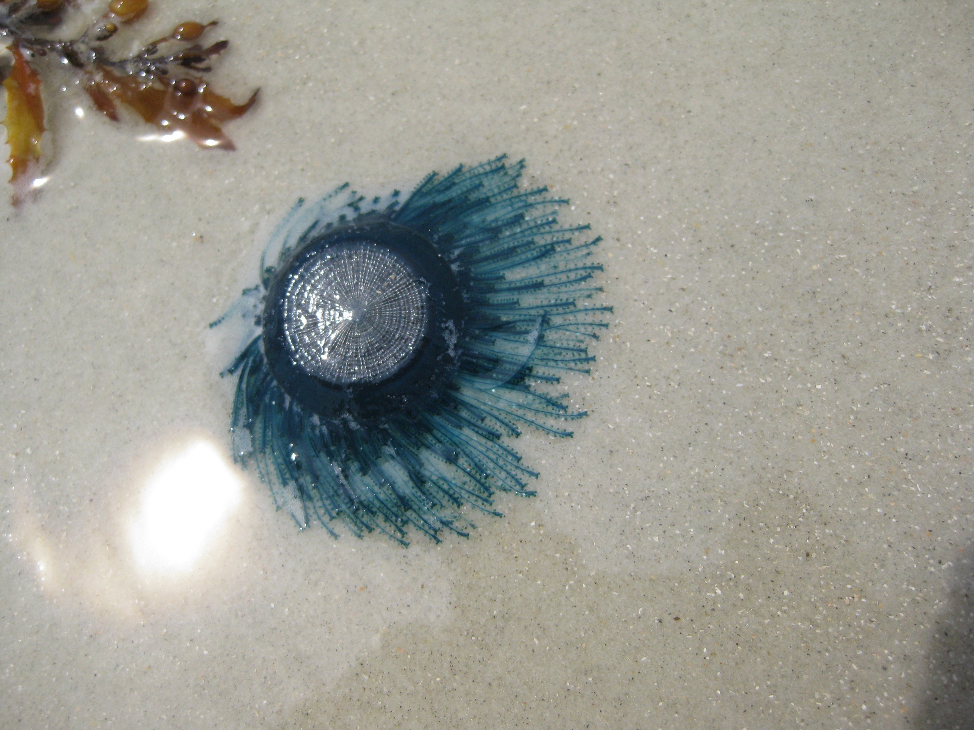 Porpita Blue Button jellyfish, St Augustine, FL JellyWatch